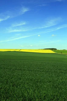 Fotokunst von Jens Berger: leuchtendes Feld mit gelben Rapsblüten unter blauem Himmel