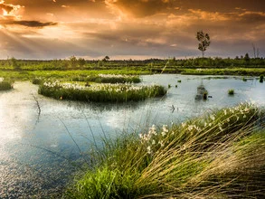 Evening mood at the moor: soft colors and calm water surface