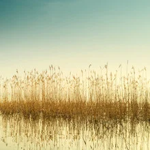 Ruhige Landschaft mit Schilf und Spiegelung im Müggelsee, in sanften Farben