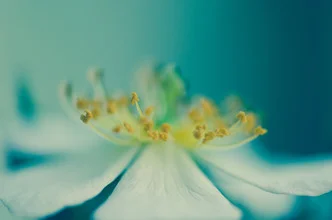 Photo art by Gabriele Spörl: Close-up of a blue flower illuminated gently.