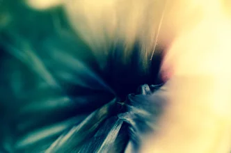 Photo art by Gabriele Spörl: detailed close-up of an artichoke