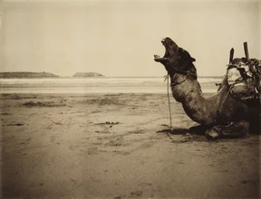 Photo art by Andreas Kersten: camel on a Moroccan beach, calm and relaxed atmosphere.