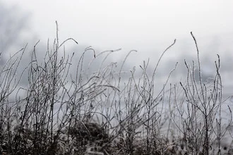 Close-up of grass blades with frost on a winter meadow.