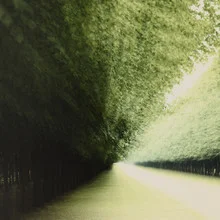Photo art by Nadja Jacke: green avenue with trees and soft light play