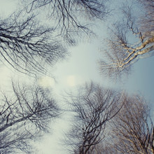 Nadja Jacke, trees and blue sky - multiple exposure