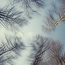 Photo art by Nadja Jacke: multiple exposure of trees and blue sky