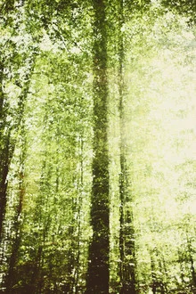 Photo art by Nadja Jacke: autumn forest with colorful leaves and soft light