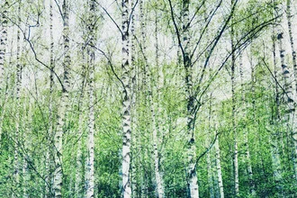 Forest scene with birch trees: gentle light play and calm atmosphere in nature