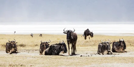 Photo art by Renee Del Missier: wilde Gnus in der trockenen Savanne Tansanias