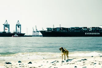A dog relaxes by the Hamburg harbor with ships in the background.