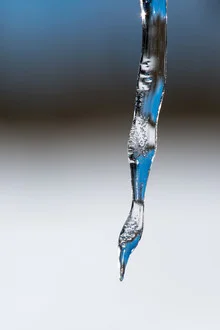 Icicles in winter: delicate details of frozen water in soft colors
