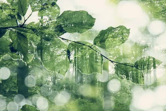 Photo art by Nadja Jacke: soft double exposure of a forest with bokeh effects