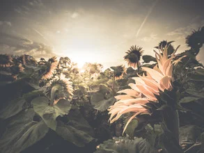 Photo art by Ronny Behnert: sunflowers in the gentle light of an early morning