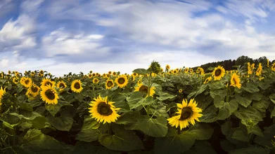 Field of sunflowers in soft colors, conveying a peaceful atmosphere.