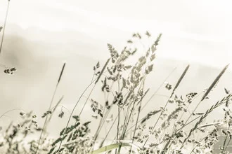 Fotokunst von Philipp Langebner: Morgentau auf grünem Gras, sanfte Stimmung