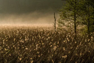 Reeds in fog, soft light ambiance and autumn colors