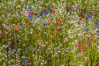 Fotokunst mit bunten Sommerblumen auf einer blühenden Wiese, die Sonne strahlt freundlich.