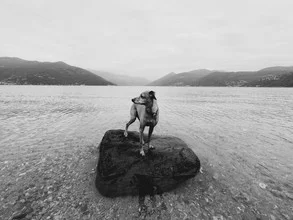 Dog by Lago Maggiore: relaxed summer atmosphere with gentle waves