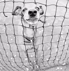 Funny photo of a dog playing in a net, showcasing a joyful expression.