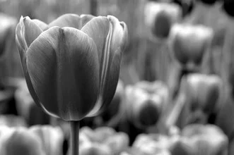 Photo art by Vijay Koul: lovely tulip in soft colors against a blurred background
