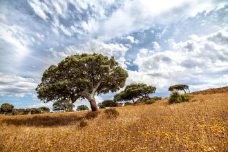 Photo art by Jörg Faißt: Field with thistles, cork oaks under a blue sky
