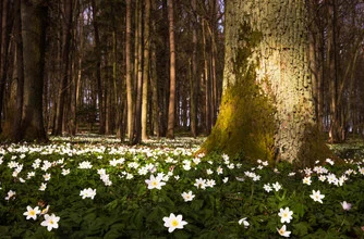Fotokunst von Heiko Gerlicher: zarte Buschwindröschen im Wald, sanfte Farben und ruhige Stimmung