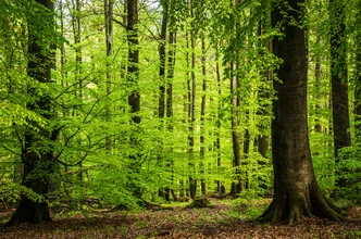 Fotokunst von Heiko Gerlicher: ruhige Waldaufnahme im Spessart mit Buchenbäumen.