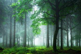 Heiko Gerlicher, Sommernebel im Thüringer Wald - Germany, Europe)