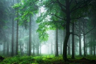 Wunderschöne Fotografie von Heiko Gerlicher: Nebel umhüllt die Bäume im Wald
