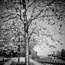 Photo art by Melanie Viola: tranquil riverside scene along the Spree in Berlin