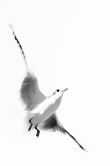 Fotokunst von Michaela Ertelt: eine schwerelose Möwe im sanften Licht.