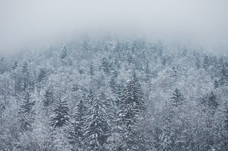 Dia Takacsova, Slovenian Winter (Slovenia, Europe)