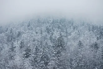 Fotokunst von Dia Takacsova: verschneiter Wald in Slowenien unter einem blauen Himmel