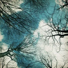 Wall art by Manuela Deigert: View through bare tree branches to the blue sky