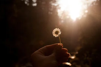 Fotokunst von Florencia Morán: sanfte Lichtstrahlen durch Blumen im Wald
