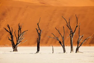 Photo art featuring a serene desert landscape with scattered trees in Namibia.