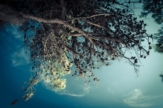 Gabriele Spörl, The Tree