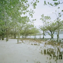 Photo art by Lilli Breininger: young mangroves on a serene beach in the Philippines