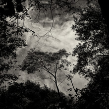 J. Daniel Hunger, Baum #13