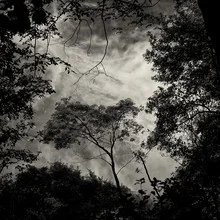 Baum #13 - fotokunst von J. Daniel Hunger