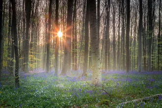 Photo art by Markus Van Hauten: spring woods with hyacinths and gentle mist