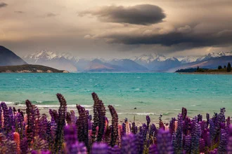 Wunderschöne Fotokunst mit Lupinen, Wolken und dem Mt Erebus in Neuseeland.