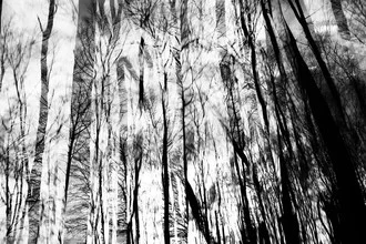 Photo art by Rolf Bökemeier: mysterious tree trunks in a calm forest