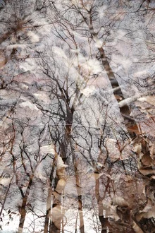 Photo art by Rolf Bökemeier: mysterious autumn forest with colorful leaves