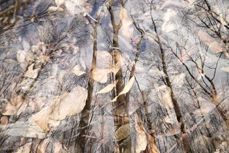 Photo art by Rolf Bökemeier: autumn forest clearing with gentle winds