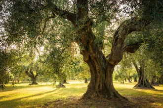 Olive grove in Tuscany with gentle hills and olive trees bathed in sunlight.