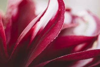 Photo art by Nadja Jacke: Red dahlia with morning dew on petals