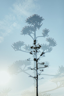 Nadja Jacke, Double Exposure - Agave with Blue Sky (Spain, Europe)