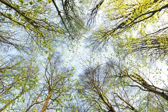 Photo art by Florian Nessler: awakening beeches in spring, soft colors and light play.