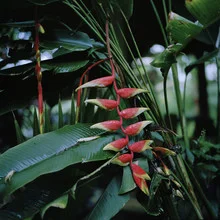 Photo art: vibrant red flower surrounded by green leaves in the rainforest